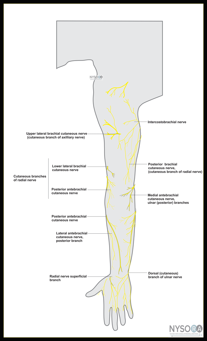 Cutaneous Nerve blocks of the Upper Extremity NYSORA The New York