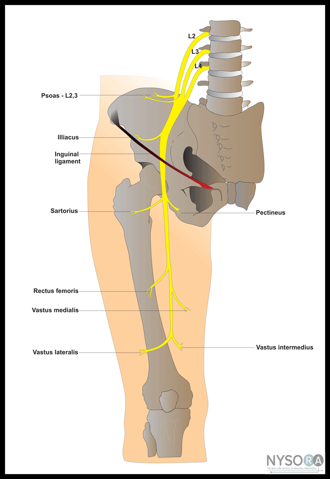 Femoral nerve