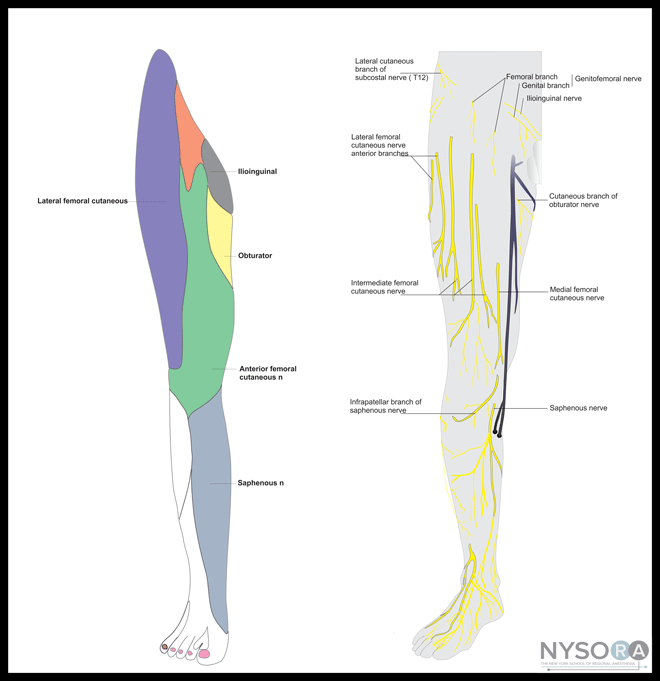 Femoral Nerve