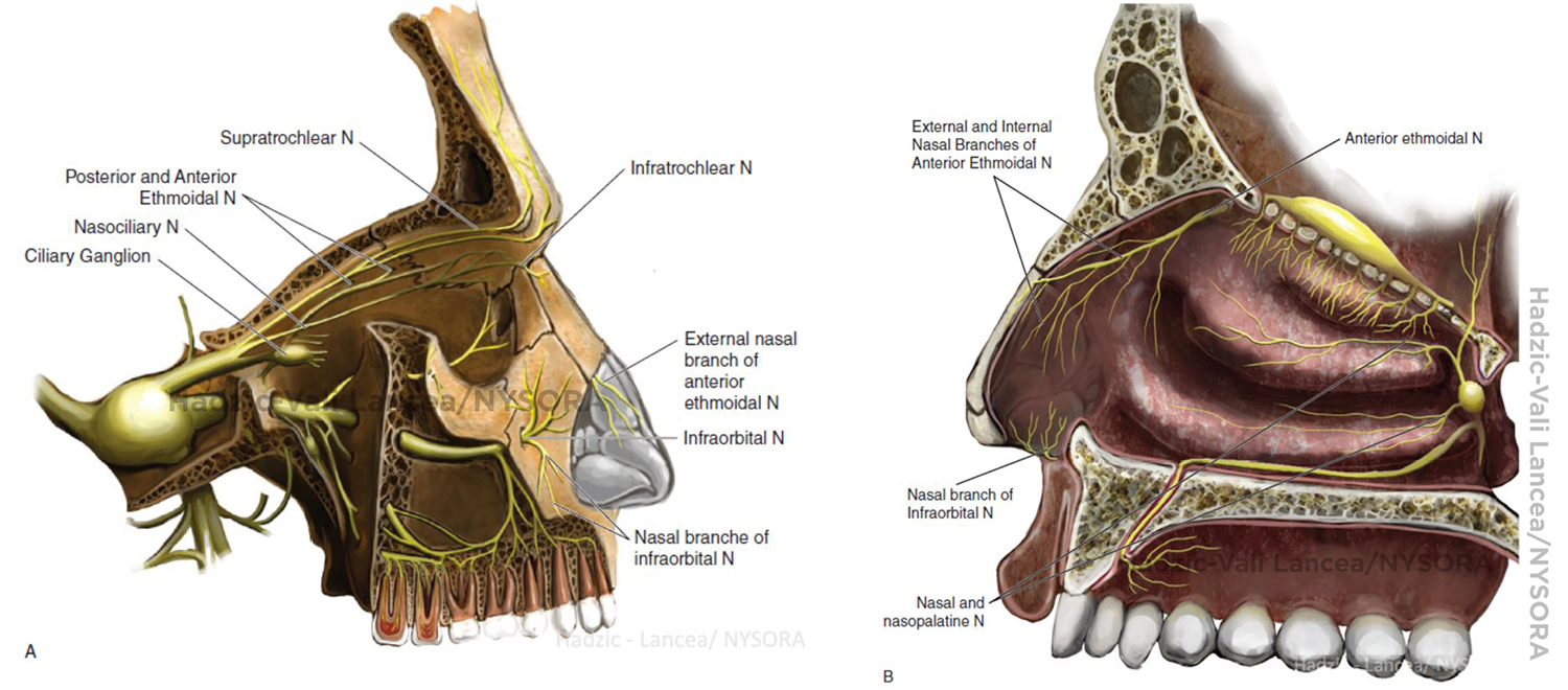 Nerve Blocks of the Face NYSORA The New York School of Regional
