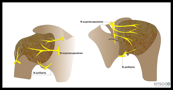 Essentials of Regional Anesthesia Anatomy - NYSORA The New York School