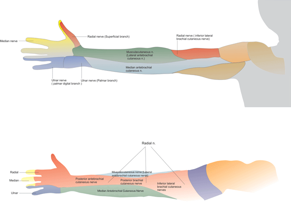 Brachial Plexus Nerve Innervation Chart