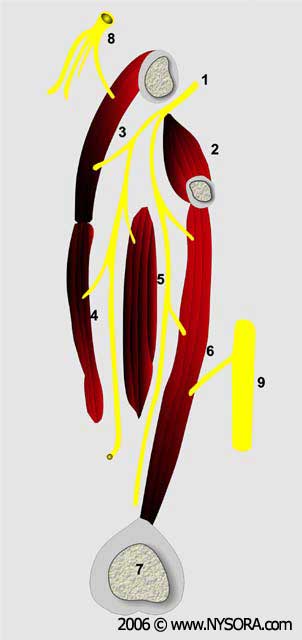 Obturator Nerve Block - NYSORA The New York School of Regional Anesthesia