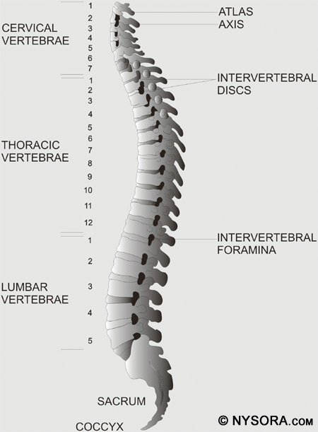 Spinal Anesthesia - NYSORA The New York School of Regional ... diagram of lower extremity nerves 