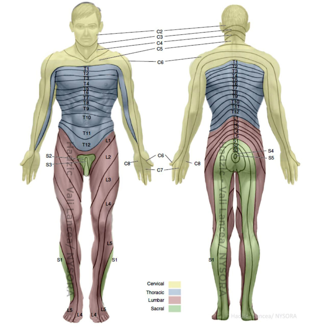 Spinal Dermatomes Chart