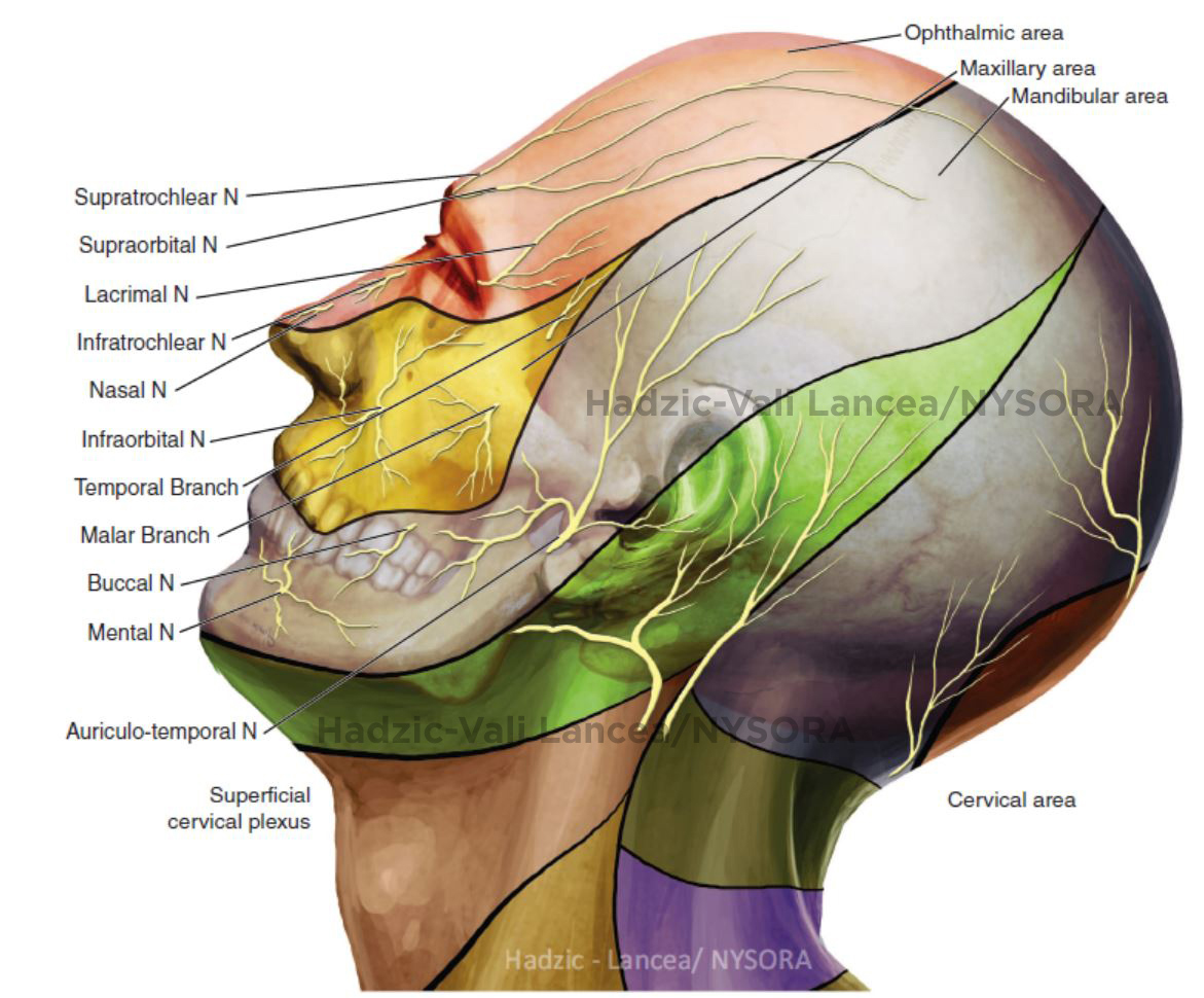 Nerve Blocks of the Face NYSORA The New York School of Regional