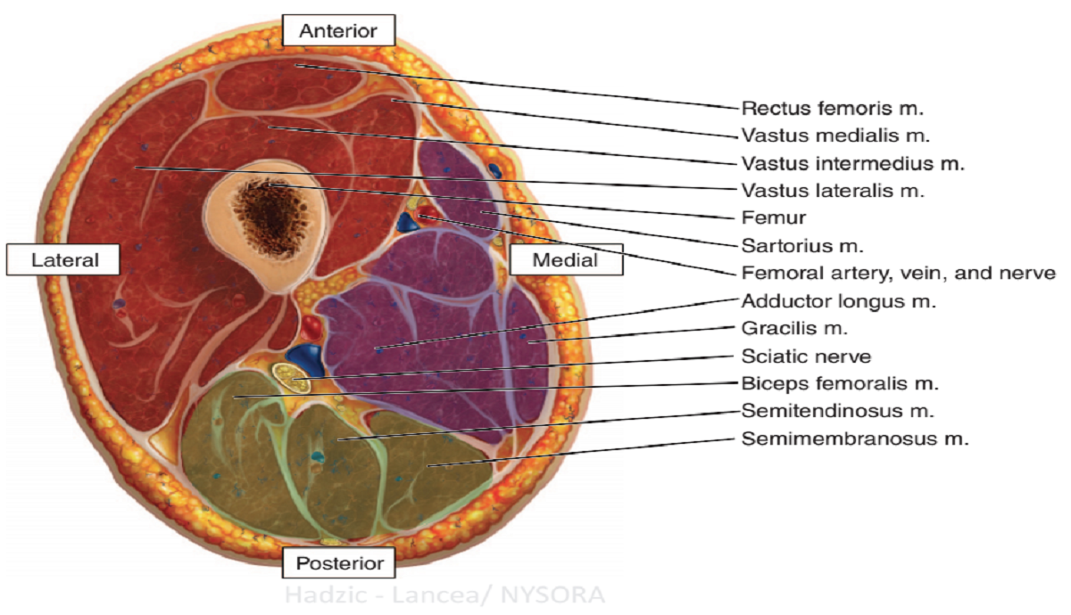 thigh compartments thigh compartments