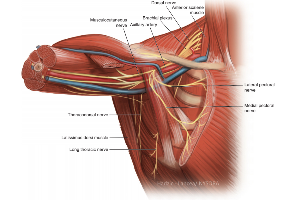 pectoral region