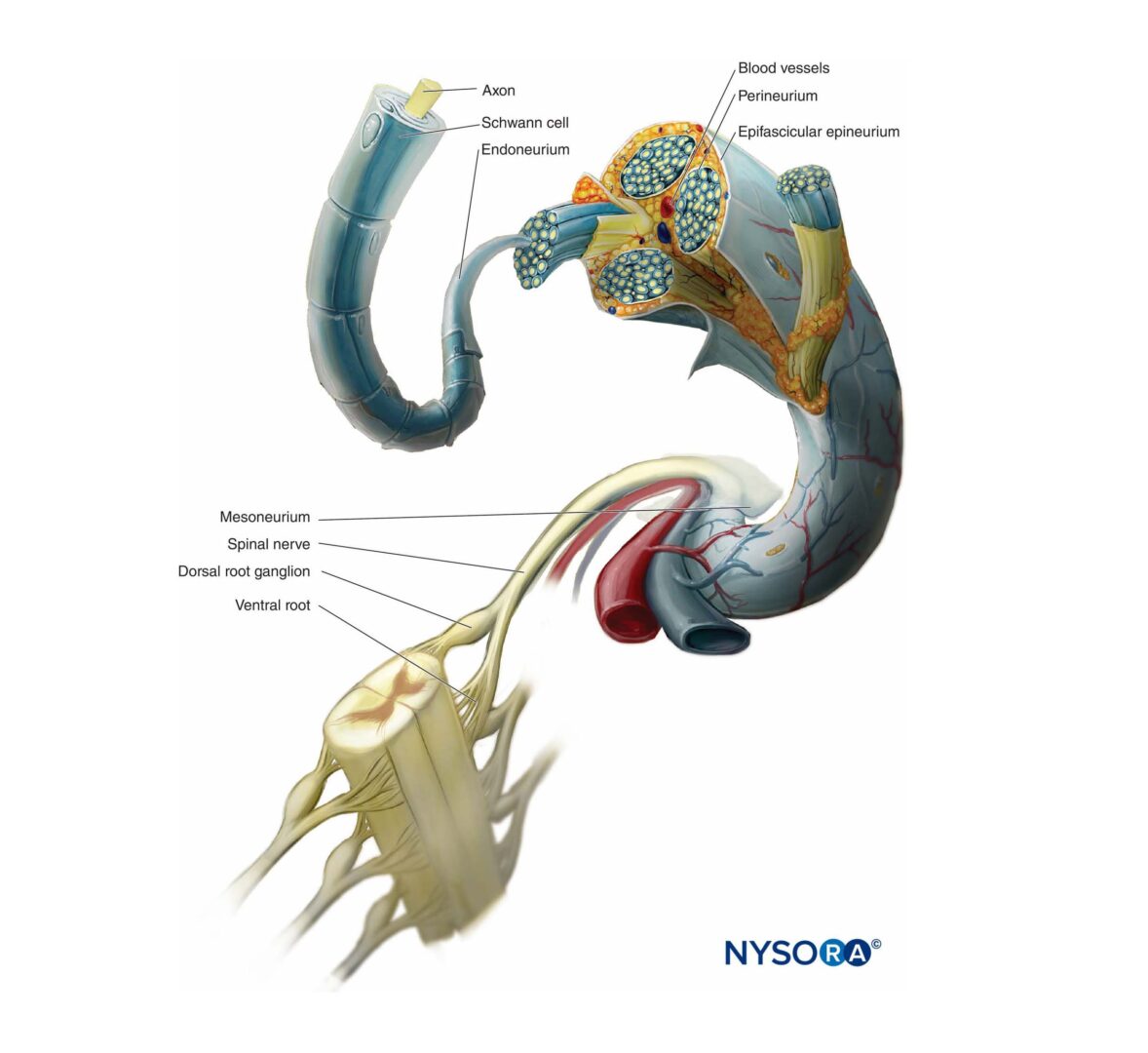 Lower Extremity Nerve Blocks Poster (in) – NYSORA