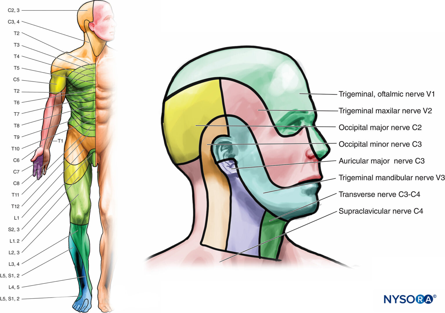 Spinal Dermatomes Chart