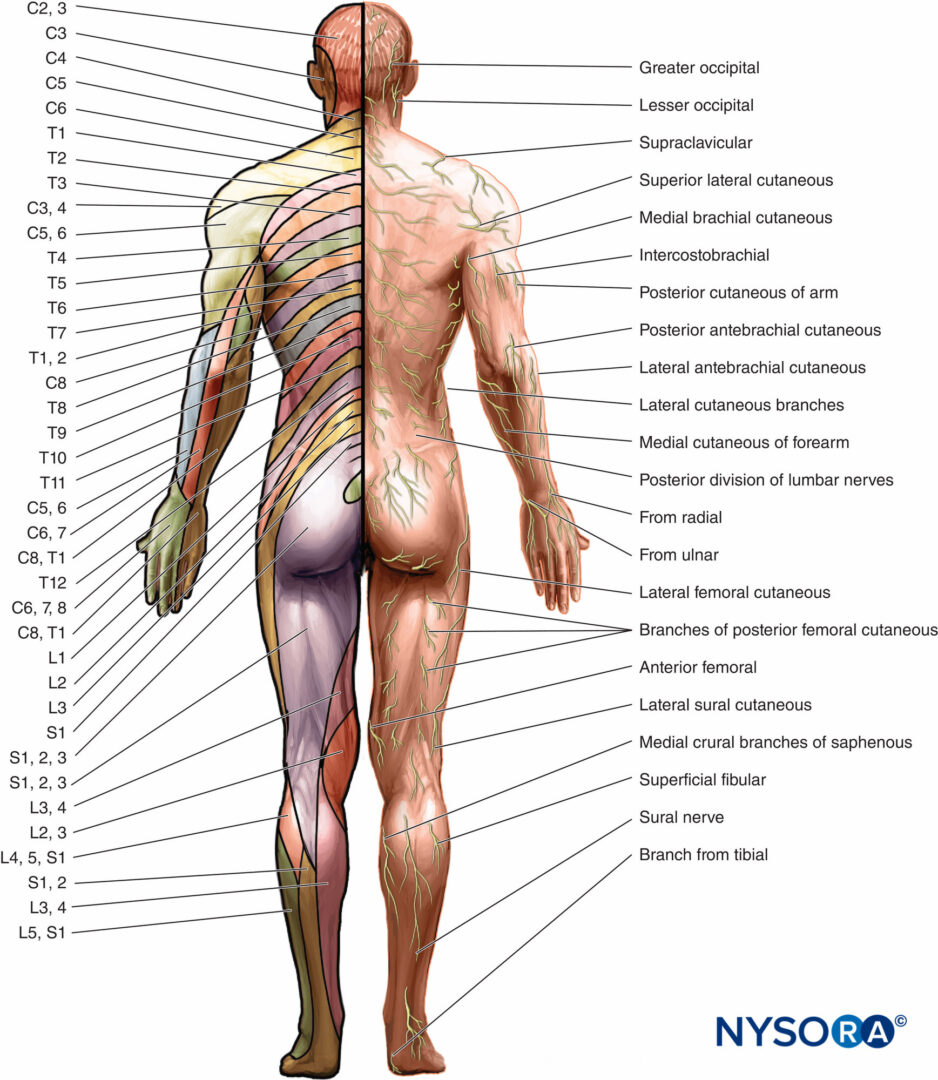 Peripheral Nerve Dermatome Chart