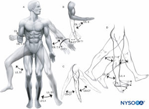 Functional innervation of the muscles (myotomes): A: Medial and lateral rotation of shoulder and hip, pronation and supination of wrist and forearm. Abduction and adduction of shoulder and hip. B: Flexion and extension of elbow and wrist. C: Flexion and extension of shoulder. D: Flexion and extension of hip, and knee. Dorsiflexion and plantar flexion of ankle, lateral views.