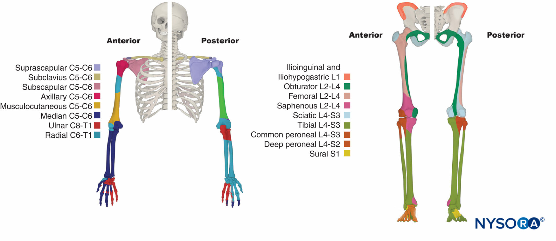 Nerve Root Dermatome Chart