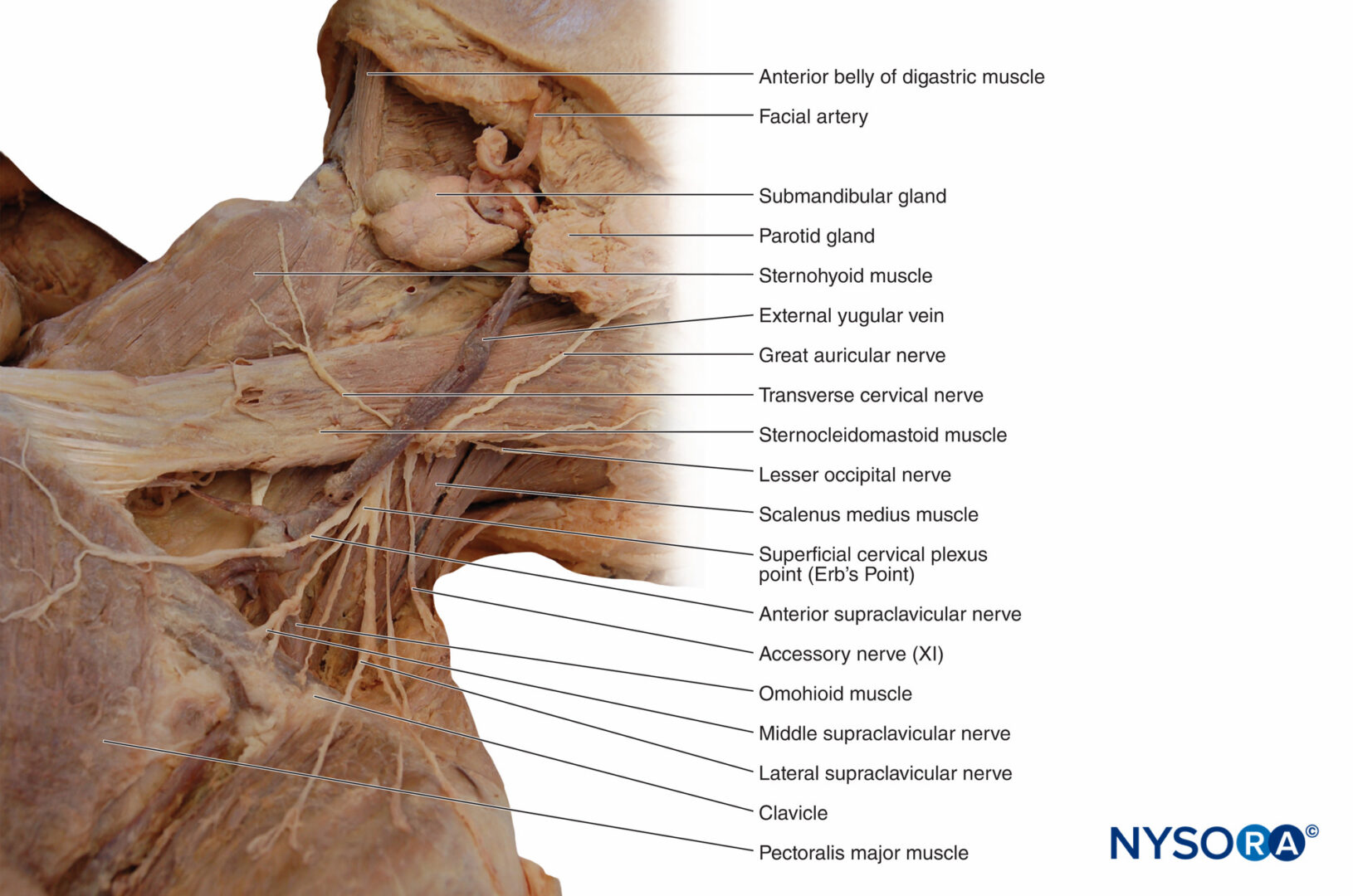 Muscle Of Neck Anatomy Anatomical Charts And Posters