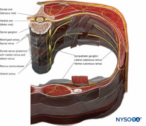 Organization and distribution of the spinal nerves at the thoracic level.