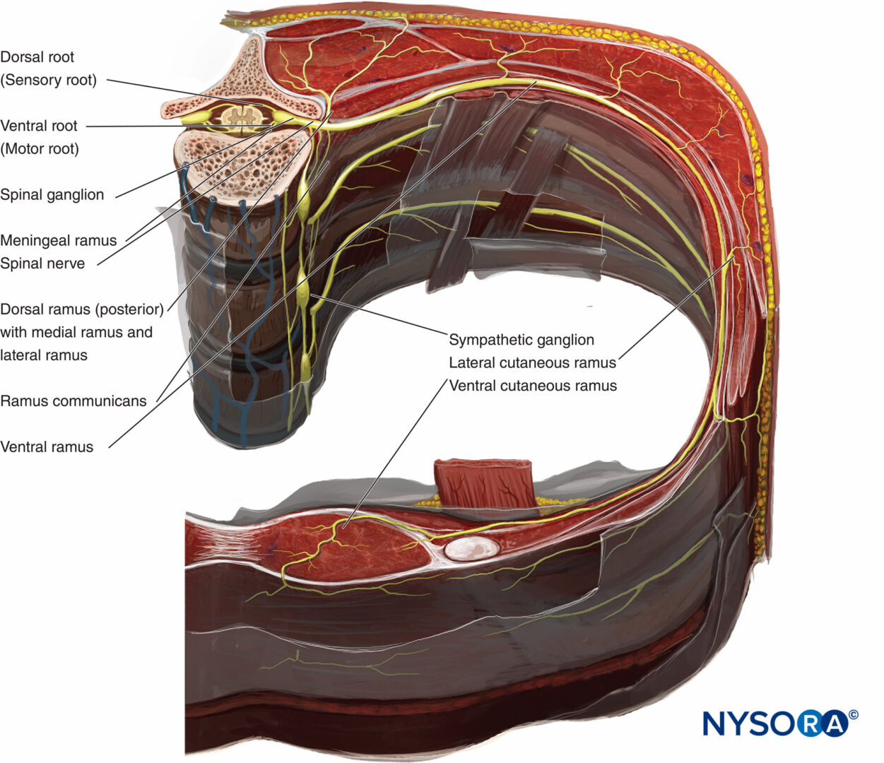 Anatomy practical: Triangular Space (Medial axillary foramen) Diagram