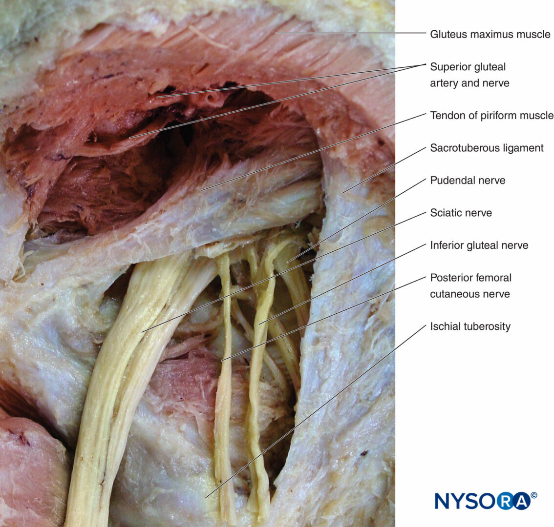 Functional Regional Anesthesia Anatomy - NYSORA