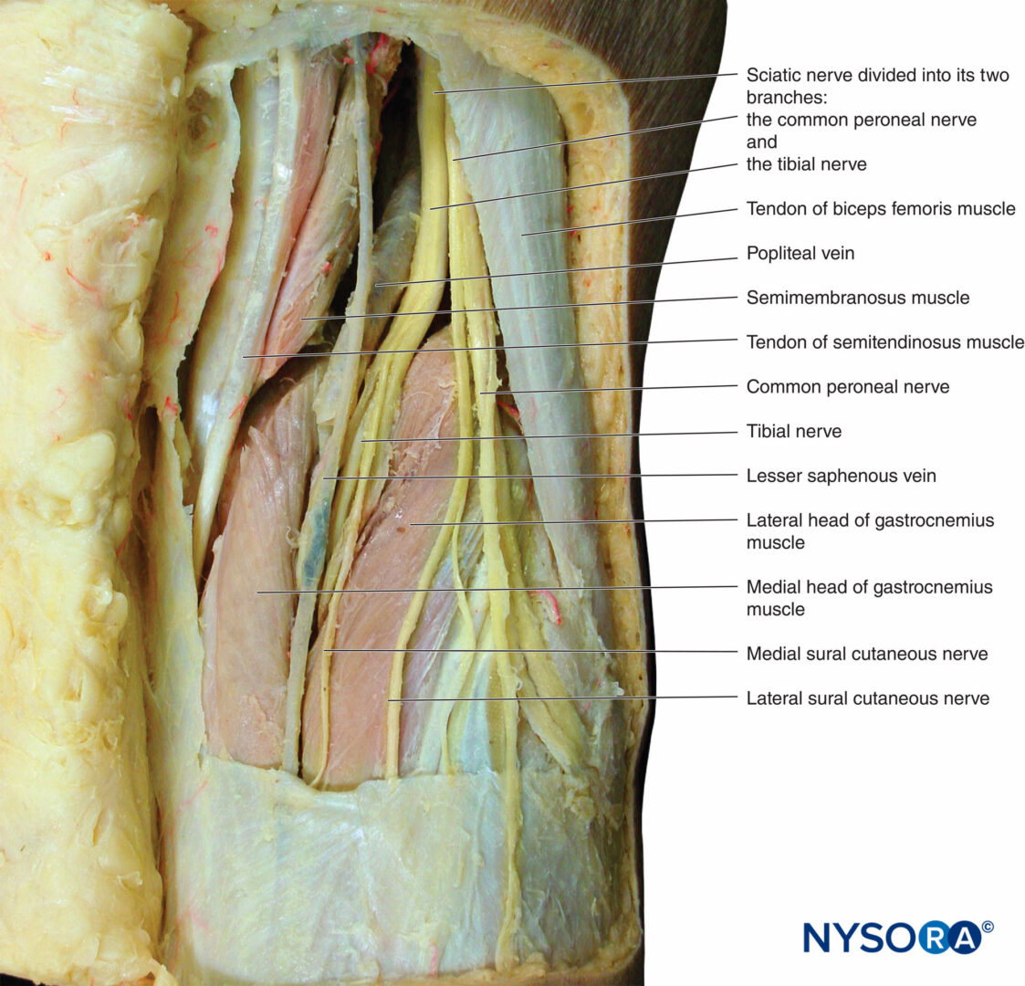 Anatomia funzionale dell'anestesia regionale - NYSORA