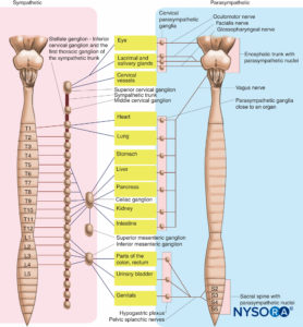 Organization of the autonomic nervous system.