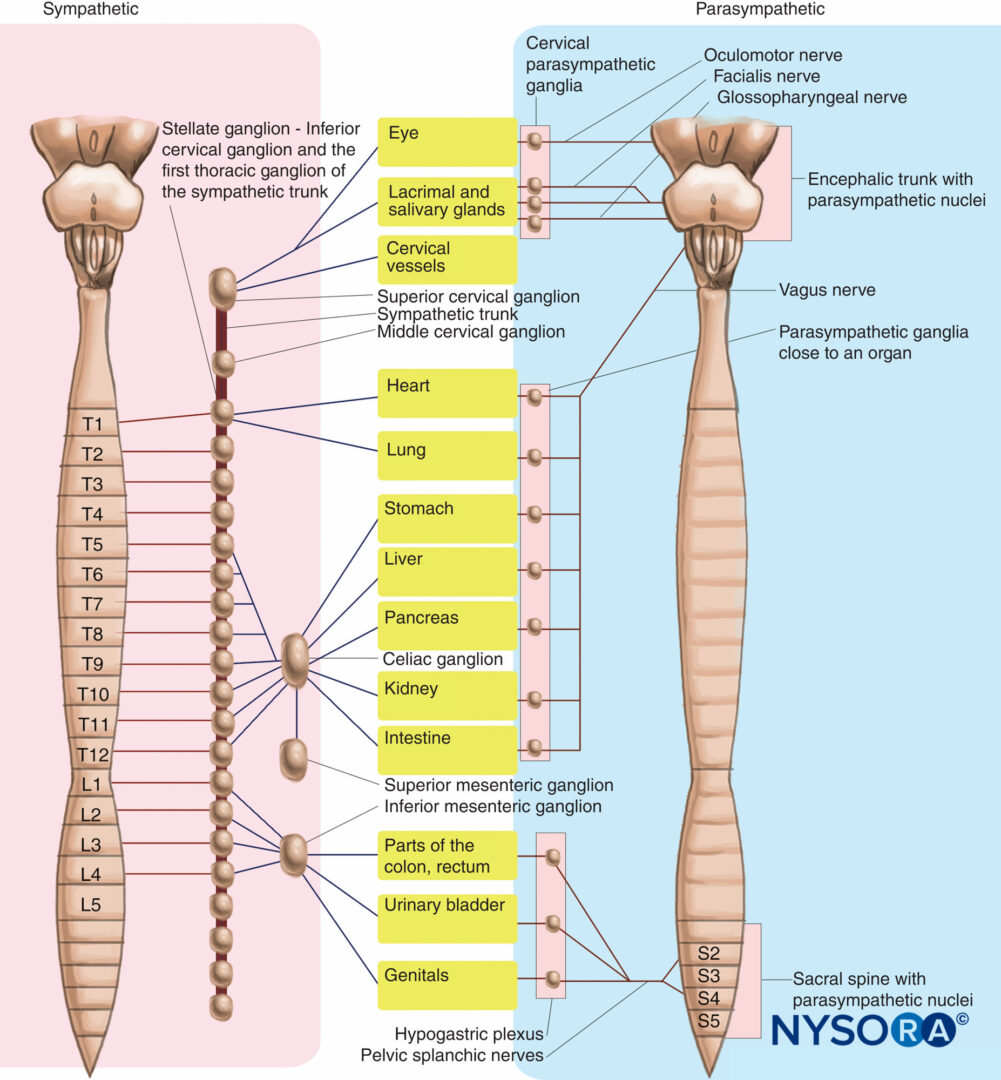 Nerve Innervation Chart