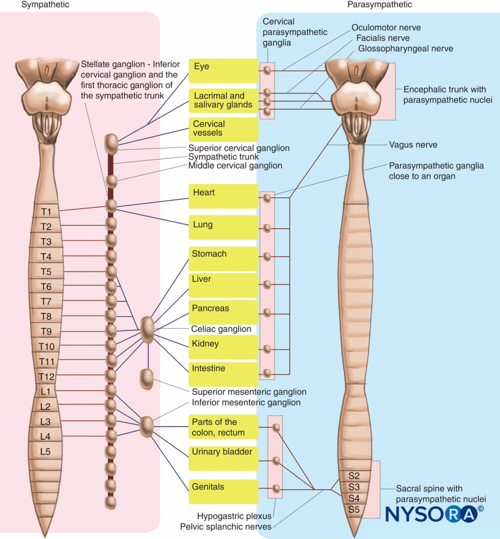 Vertebral Subluxation And Nerve Chart