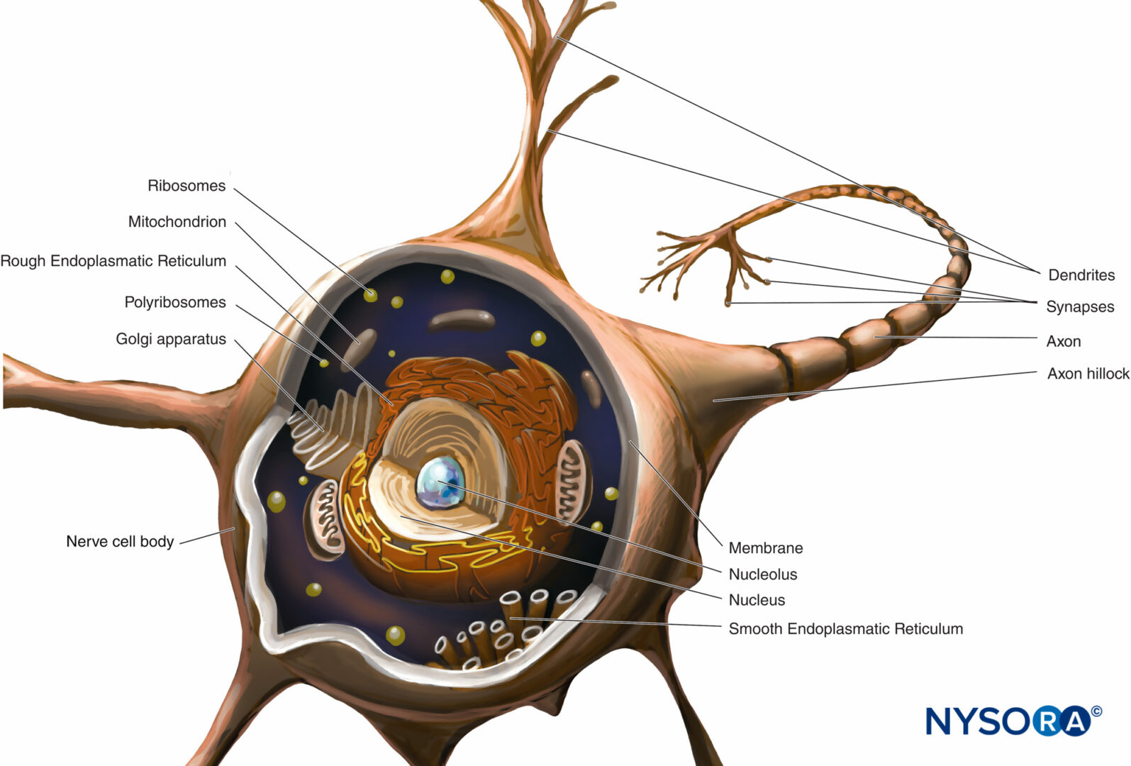 Système nerveux périphérique : nerfs spinaux (ou rachidiens) : vue  d'ensemble