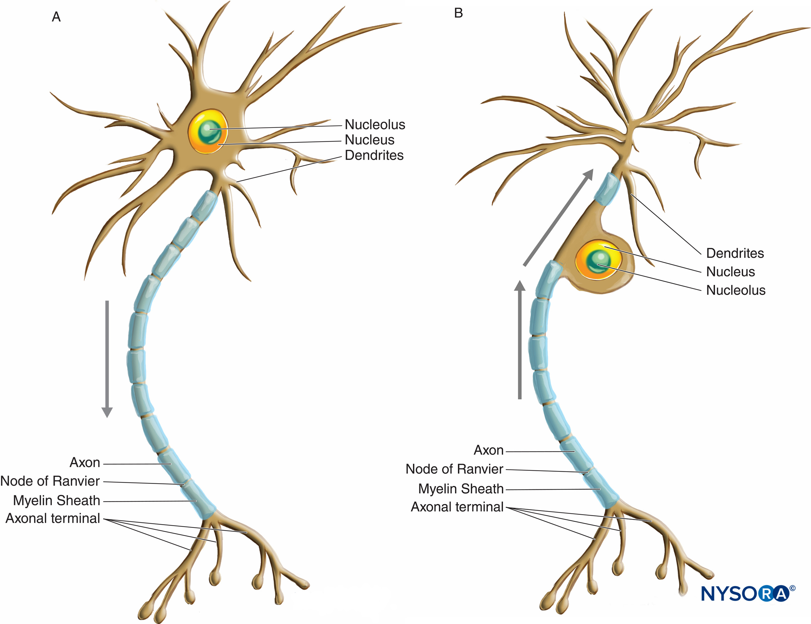 Labeled Diagram Of A Nerve Cell