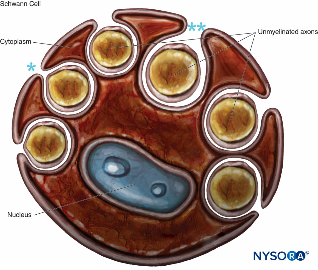 Schwann cell that engulfs several unmyelinated axons. The lips of the groove of cytoplasm can be closed (*), forming the mesaxon, or may be opened (**). Basal lamina of the Schwann cell is not drawn.