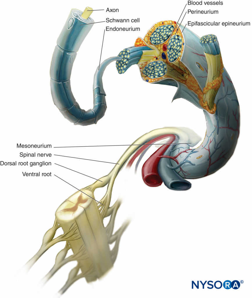 Connective tissue investments of peripheral nerve. The diagram demonstrates the arrangement of the peripheral nerve. A segment of the spinal nerve is enlarged to show the relation of the nerve fibers to the surrounding connective tissue (endoneurium, perineurium, and epineurium).