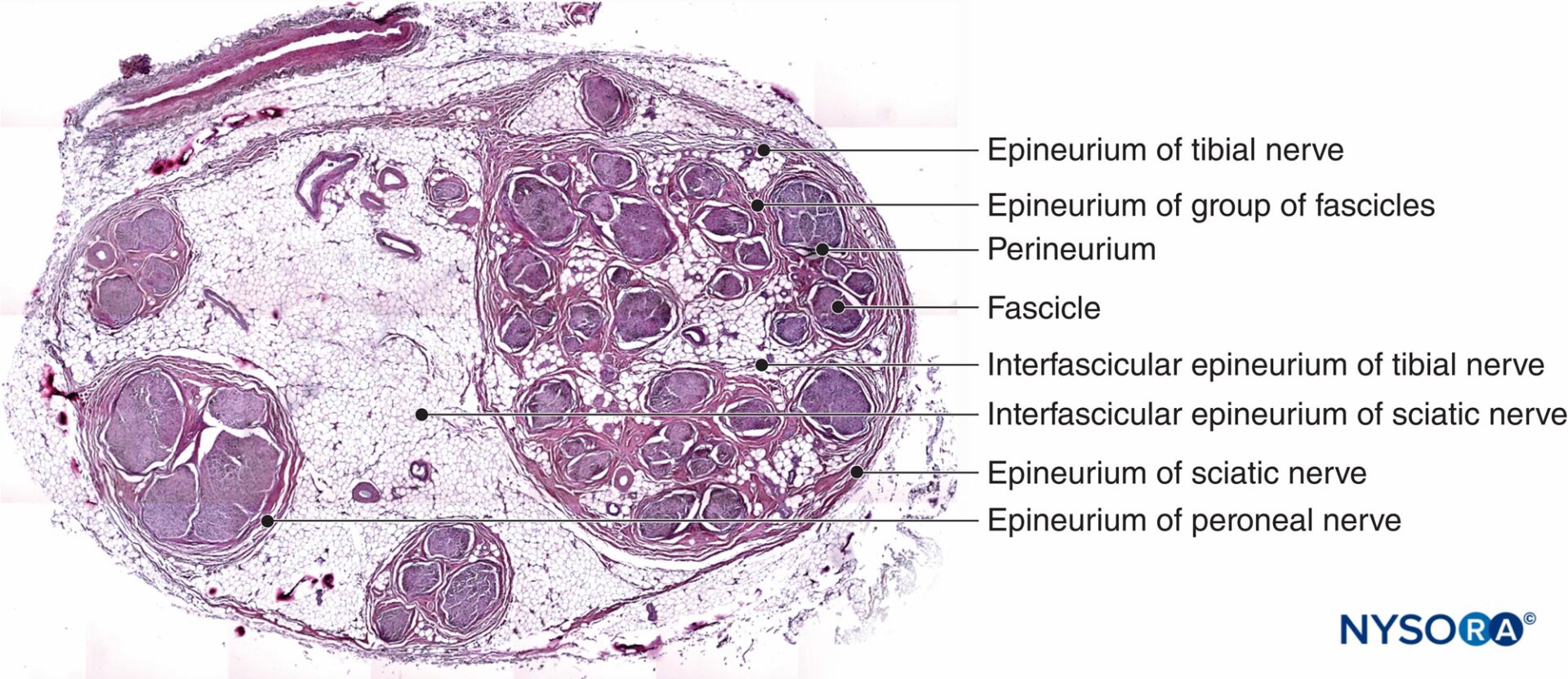 Connective Tissues Of Peripheral Nerves