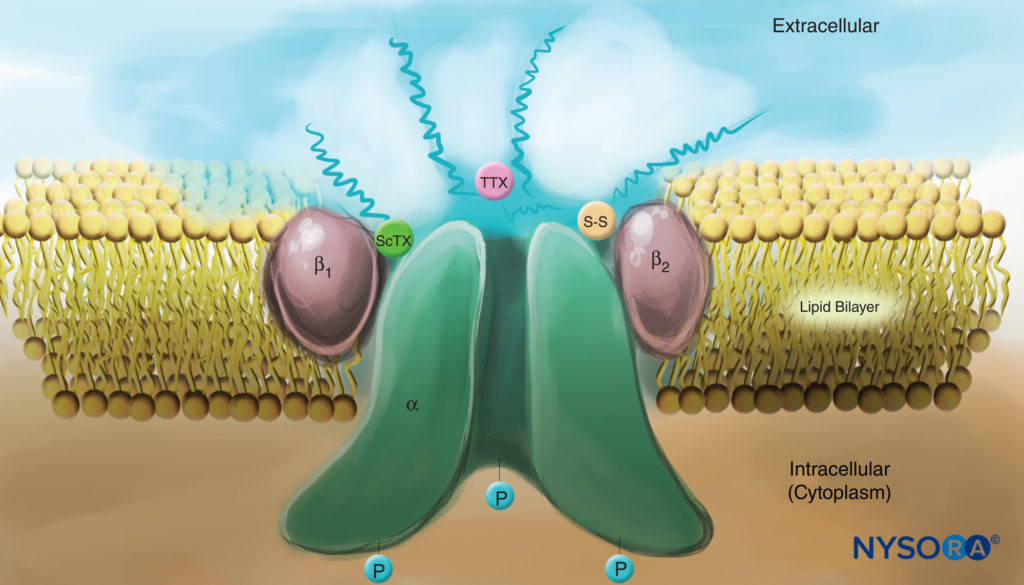 Cartoon of a Na channel in the plasma membrane. Note that all three subunits are heavily glycosylated on the extracellular side (see “squiggly” lines). In contrast to local anesthetics, note that both scorpion toxins (ScTX) and tetrodotoxin (TTX) have binding sites on the external surface of the channel. Note also that the cytoplasmic side of the channel is phosphorylated. (Reproduced with permission from Catterall WA: Cellular and molecular biology of voltage-gated sodium channels. Physiol Rev. 1992 Oct;72(4 Suppl):S15-S48.)