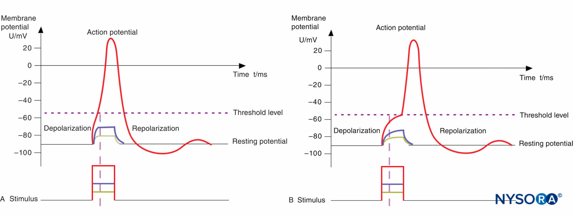 Transcutaneous electrical nerve stimulation - Wikipedia