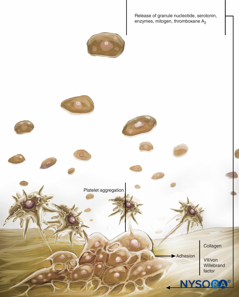 Role of platelets in coagulation. Platelets carry out their role in hemostasis through three basic reactions: adhesion, activation (and secretion), and aggregation. When vascular endothelium is damaged, platelets rapidly bind to the subendothelium by a process termed adhesion.
