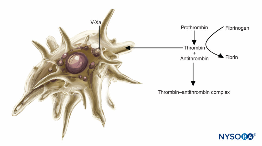 Role of platelets in coagulation: Platelets support plasma coagulation reactions. When activated, platelets bind several plasma protein complexes and secrete an activated form of factor V (factor Va), which binds to the platelet surface and binds factor Xa. Platelet-bound factor Xa then accelerates the conversion of prothrombin to thrombin