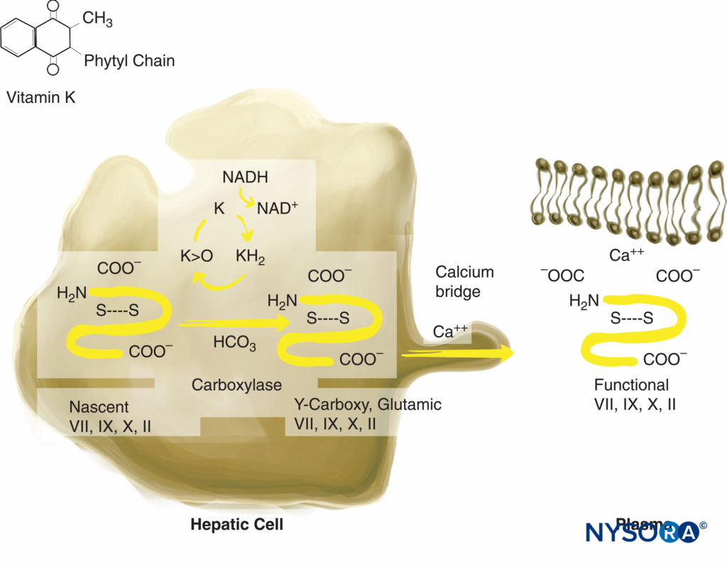 Vitamin K–dependent coagulation factor synthesis. Vitamin K is necessary for posttranslational modification of prothrombin; proteins C and S; and factors VII, IX, and X. Vitamin K is stored in hepatocytes.