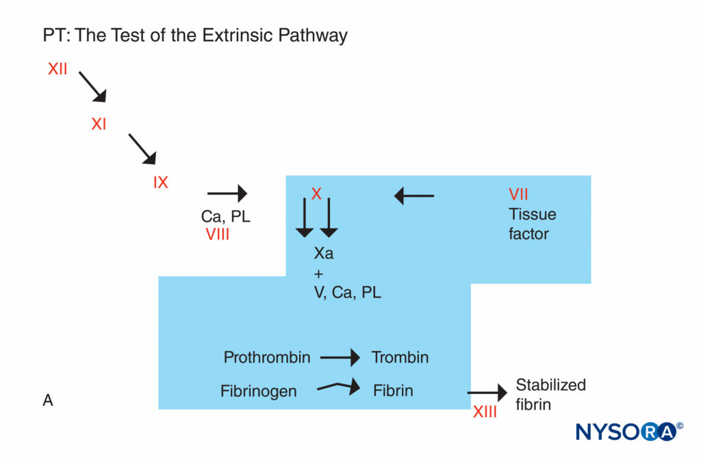Coagulation reaction. Factors involved in PT are in the shaded area. The PT is carried out by adding a source of tissue factor to the patient’s plasma along with calcium or phospholipid. Tissue factor forms a complex with and activates factor VII. (Ca, calcium; PL, phospholipid.)