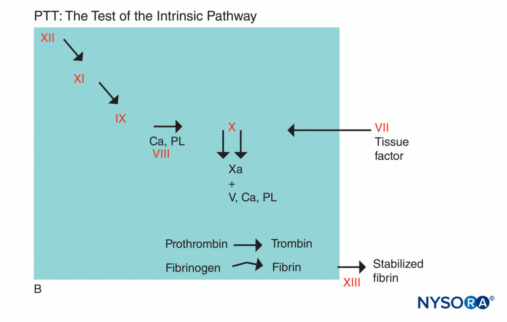 Coagulation reaction. Factors involved in PTT are in the shaded area. In assessing PTT, coagulation is initiated by an agent that activates the Hageman factor–kininogen–prekalikrein complex. Most coagulation factors are screened by PTT, except factors VII and XIII, the protein that stabilizes fibrin clots by cross-linking them, and components of the fibrinolytic system. (Ca, calcium; PL, phospholipid.)