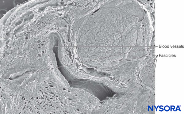 Connective Tissues of Peripheral Nerves - NYSORA