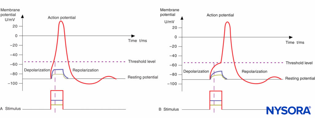 A: Action potential, threshold level, and stimulus. Motor fibers have a short chronaxy because of the relatively low capacitance of their myelinated membrane (only the area of the nodes of Ranvier count; see Figure 14–1); therefore, it takes only a short time to depolarize the membrane up to the threshold level. B: Action potential, threshold level, and stimulus. Pain fibers have a long chronaxy because of the higher capacitance of their nonmyelinated membrane (the entire area of the membrane counts); therefore, it takes a longer time to depolarize the membrane up to the threshold level. Short impulses (as indicated by the vertical dotted line) would not be able to depolarize the membrane below the threshold level.