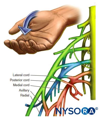Organization and motor response of the posterior cord.