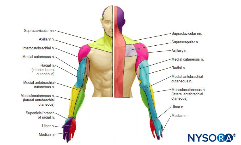 Cutaneous innervation of the upper extremity. Actual patients demonstrate large variation in the depicted pattern of innervation and significant crossover between nerves.
