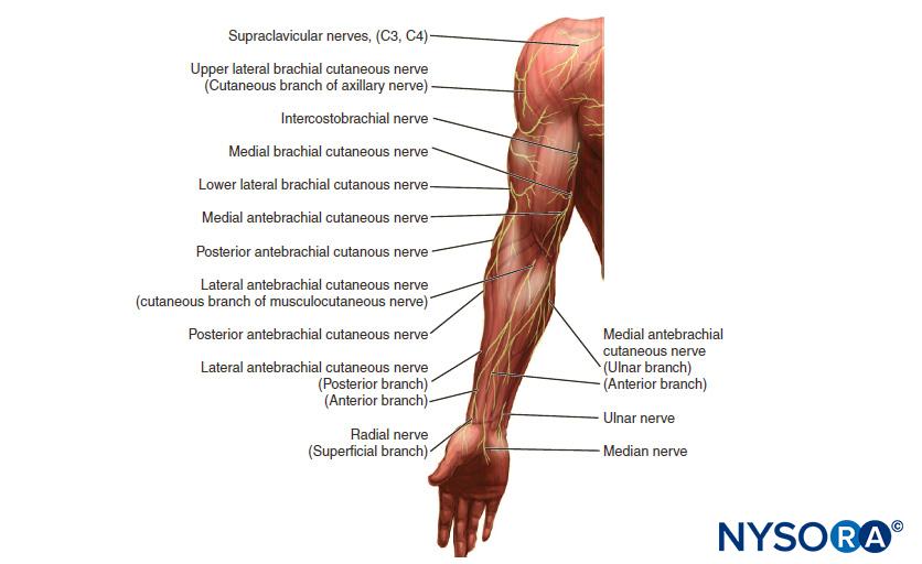 Idealized distribution of the cutaneous innervation of the upper arm and forearm.