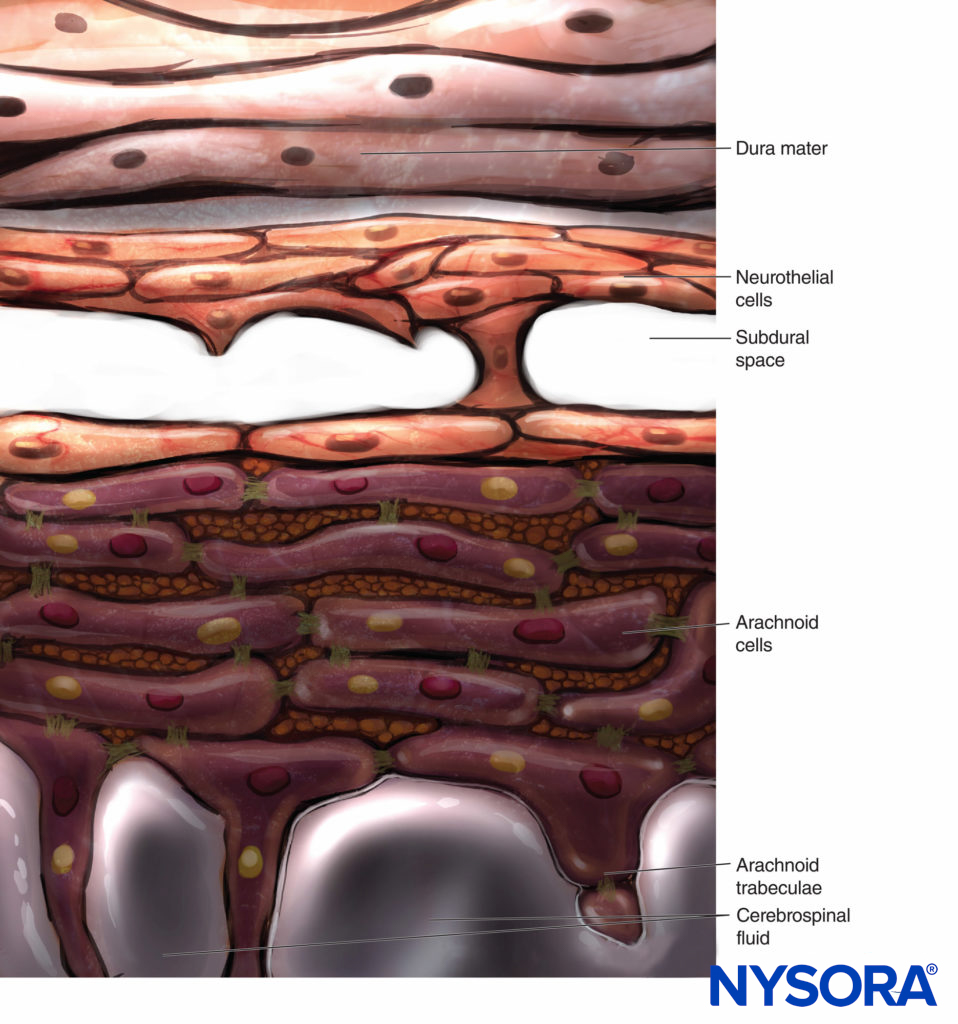 Diagram of origin of the subdural space.