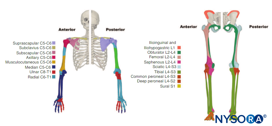 functional regional anesthesia anatomy nysora