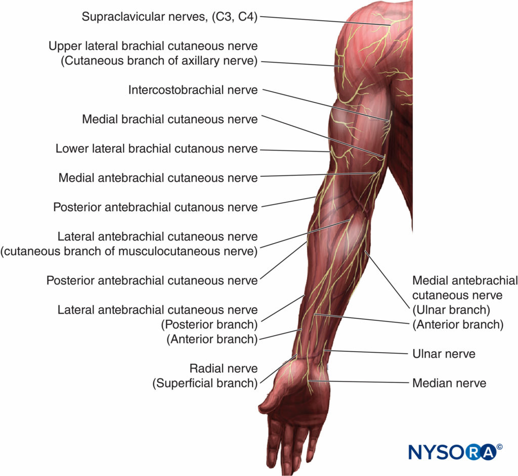 Blocs cutanés pour le membre supérieur - Technique des repères et du  stimulateur nerveux - NYSORA