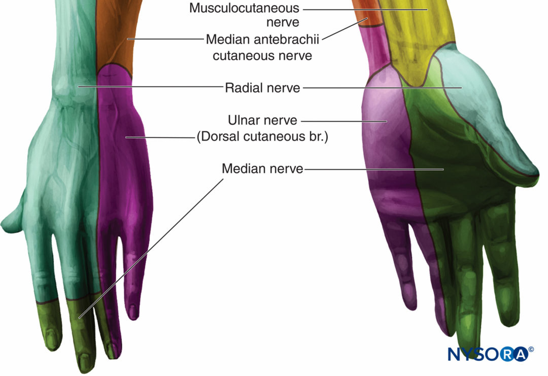 Innervation Of The Hand Wrist Block - Landmarks and Nerve Stimulator Technique - NYSORA