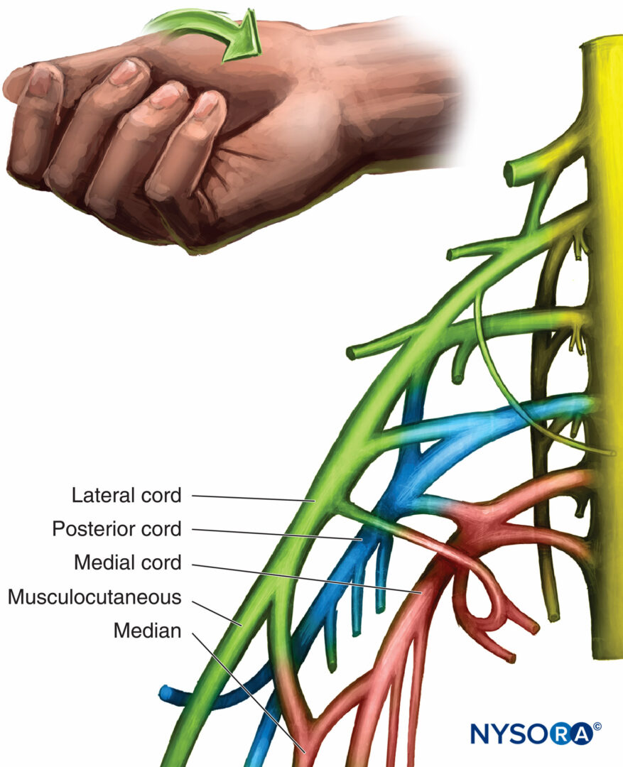 Regional anesthesia organization and motor response of the lateral cord