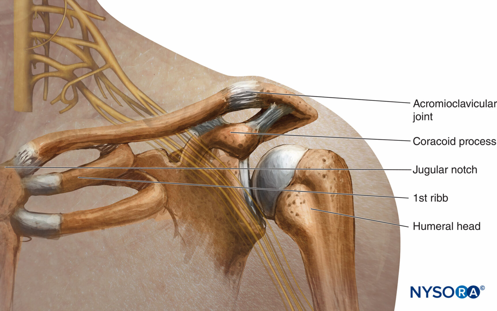 Regional anesthesia relationship of the brachial plexus clavicle and