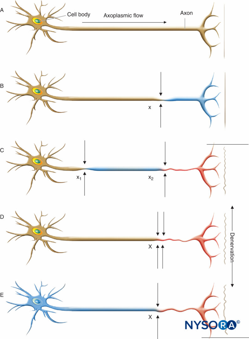 images of patients at different symmetry levels based on the Sn-n and