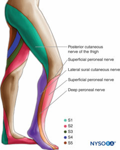 Sciatic nerve. Cutaneous innervation.